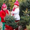 local real christmas trees local real christmas trees