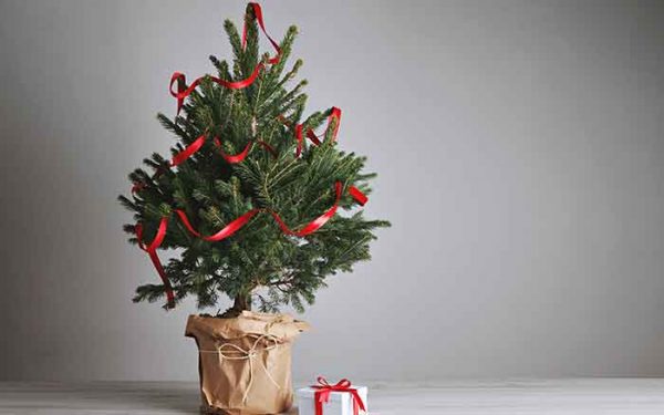 Pot Christmas Tree