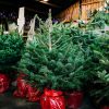Pot Grown Christmas Trees