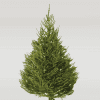 Norway-Spruce Fresh Cut Christmas Trees Bradford Norway-Spruce Fresh Cut Christmas Trees Bradford