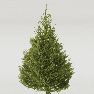 Norway-Spruce Fresh Cut Christmas Trees Bradford