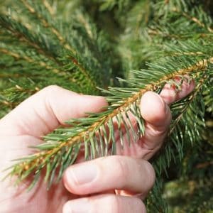 Norway Spruce Fresh Cut Christmas Trees Bradford