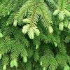 Norway Spruce Fresh Cut Christmas Trees Bradford Norway Spruce Fresh Cut Christmas Trees Bradford