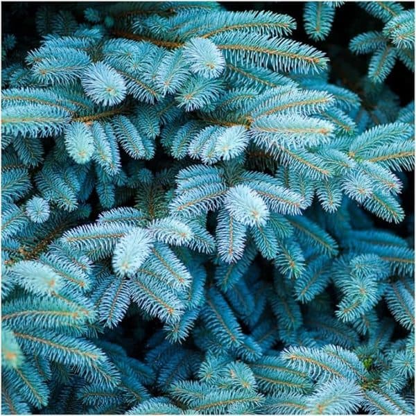 blue spruce blue spruce