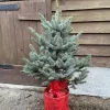 pot-grown-blue-spruce pot-grown-blue-spruce