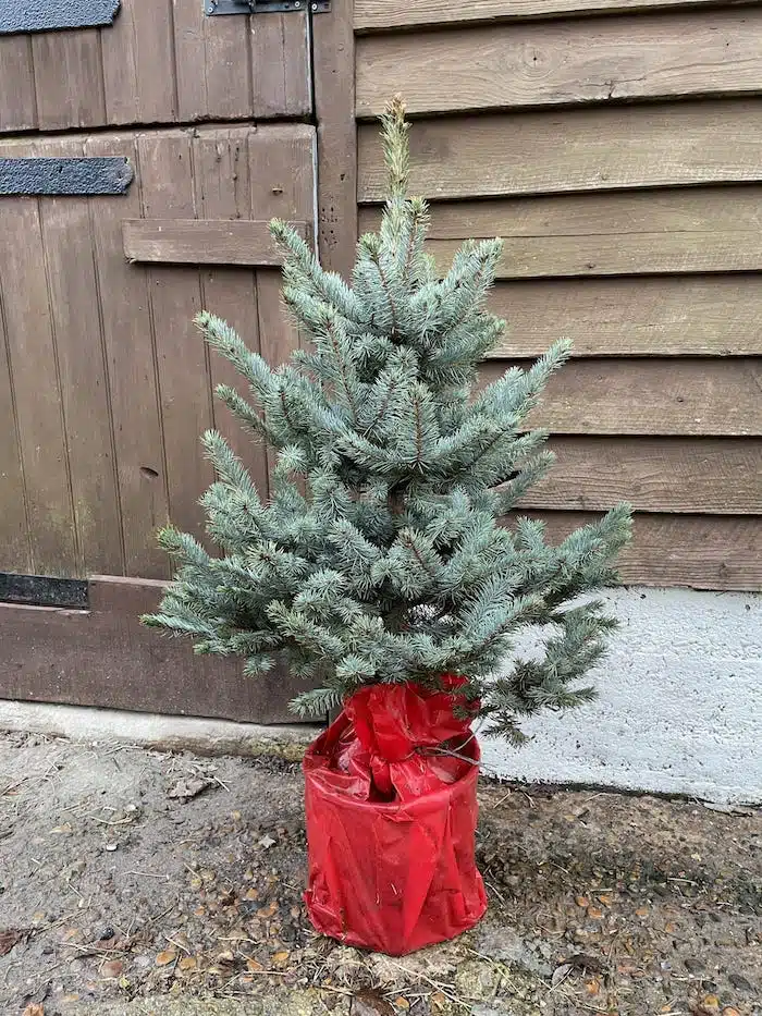 pot-grown-blue-spruce