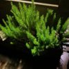 Rosemary Rosemary