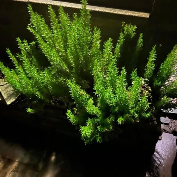 Rosemary Rosemary