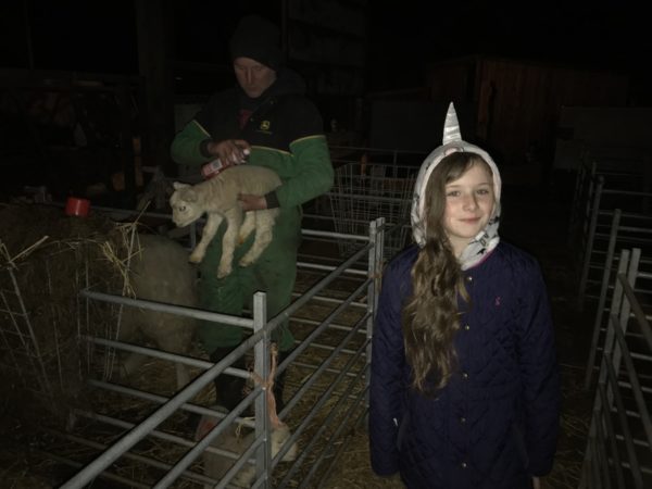 Lamb feeding at the Farm Shed in Bradford Lamb feeding at the Farm Shed in Bradford