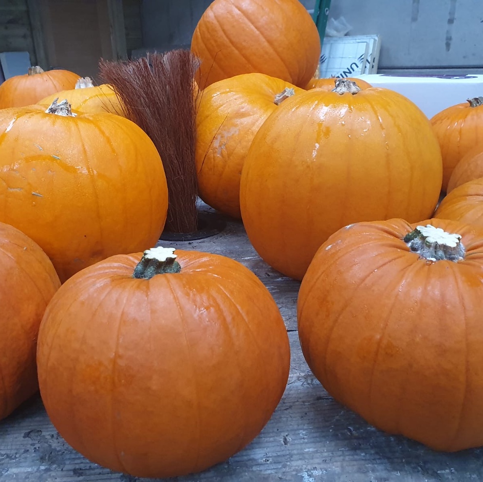 Pumpkins Bradford