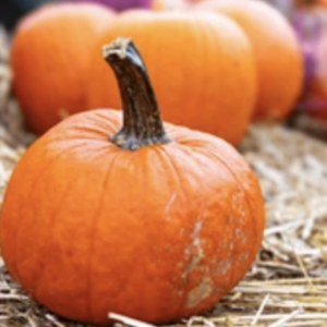 Festive Farm Shed Pumpkin Patch