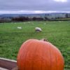 Pumpkin Patch Bradford Pumpkin Patch Bradford