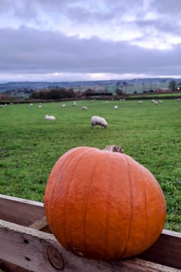 Pumpkin Patch Bradford Pumpkin Patch Bradford