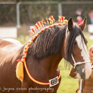 Izzy Shire Horse Pat & Groom