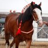 Narla Shire Foal Pat & Groom Narla Shire Foal Pat & Groom